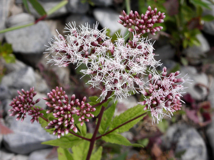 Sul greto del fiume - Eupatorium cannabinum